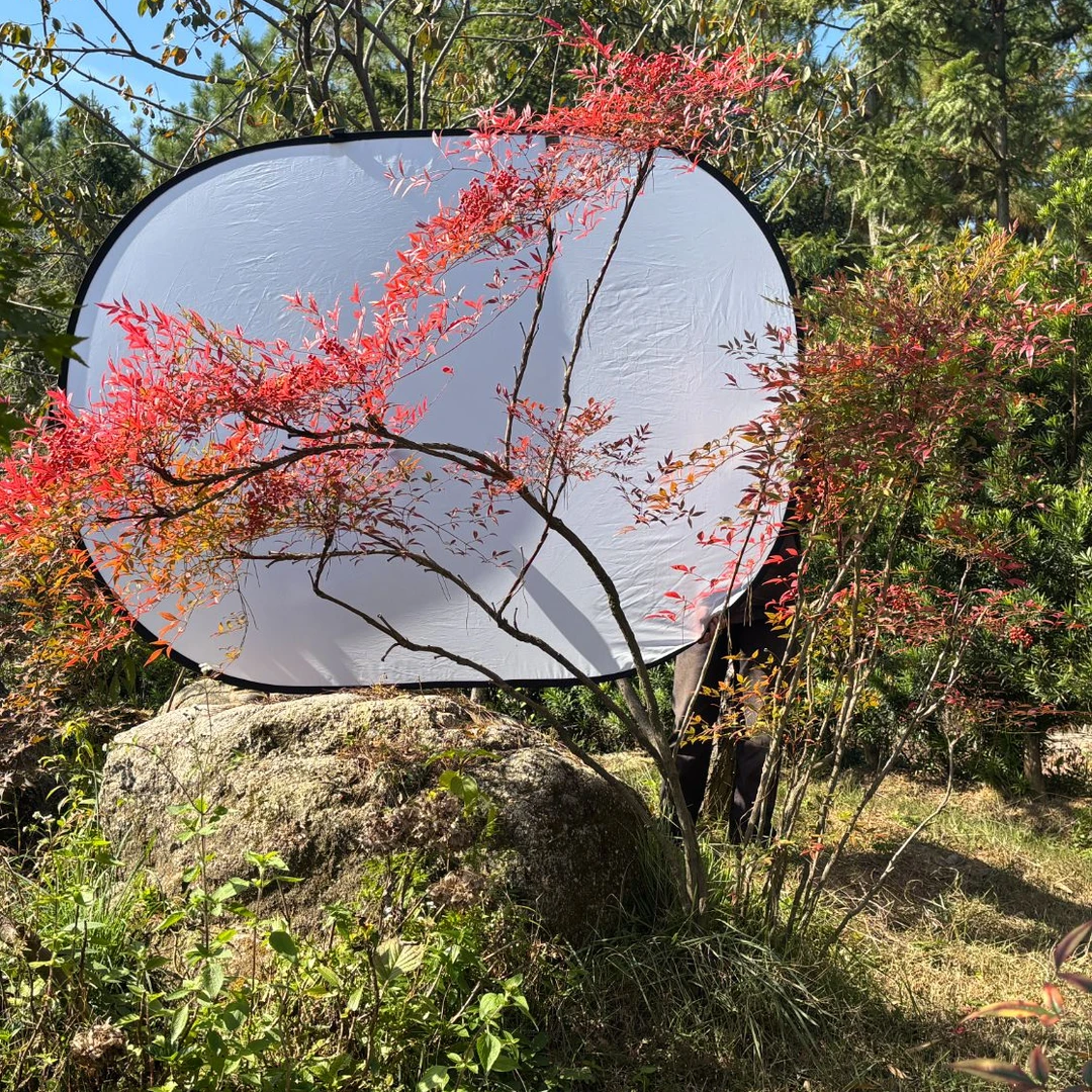 南天竹盆栽庭院观叶植物耐阴耐寒冬红夏绿