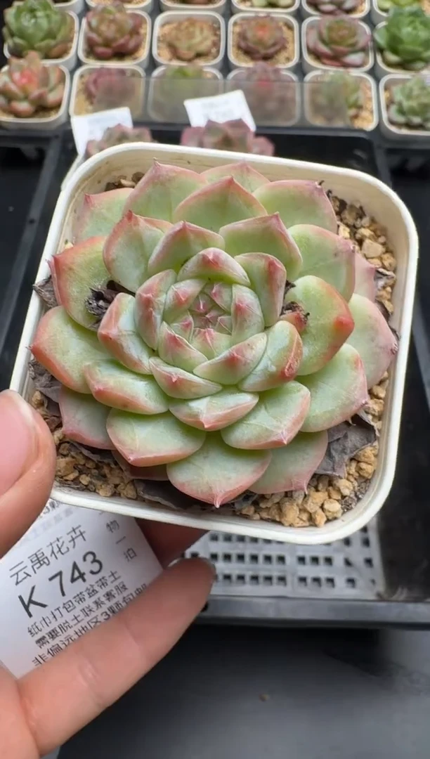 741K云禹多肉植物 带盆土纸巾打包 当天拍3颗包邮
