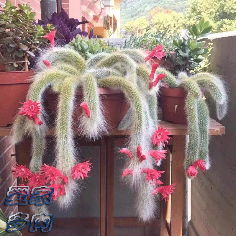 九尾狐多肉 长白毛开红花垂吊室内阳台绿植盆栽办公室植物