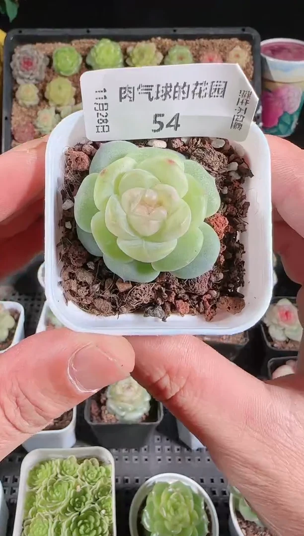1128-54星月群生不包整
