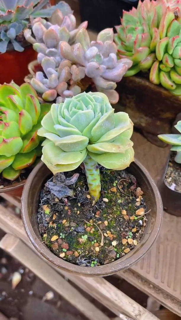 晚***点31084多肉植物一物一拍