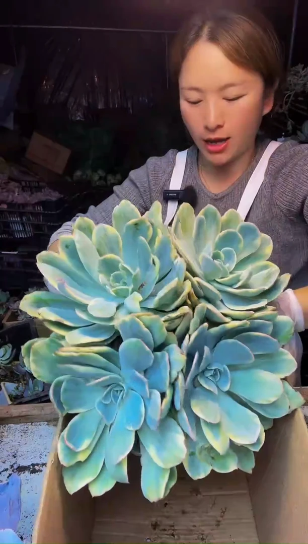 13号一物一拍 默认微瑕不售后