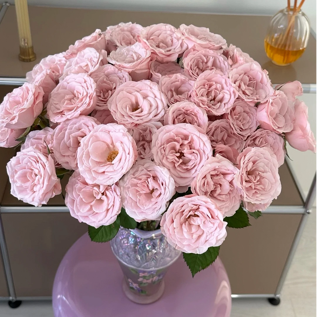 【独鬏鬏优选】 [明月雪] 多头玫瑰 花头干净高级 顺丰配送