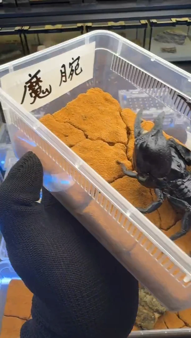 雨林蝎超级重炮手魔腕