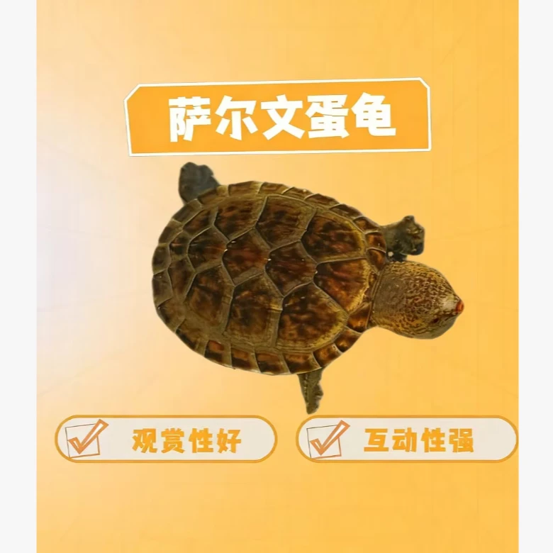 萨尔文蛋龟   萨尔文龟苗