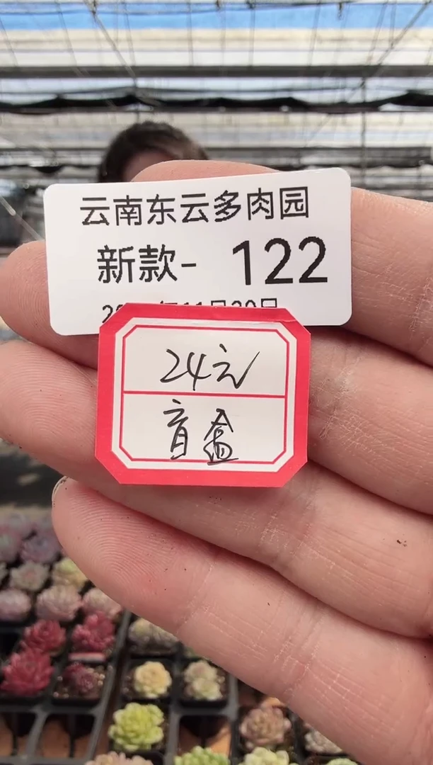 东云多肉园新款-122（24元盲盒）