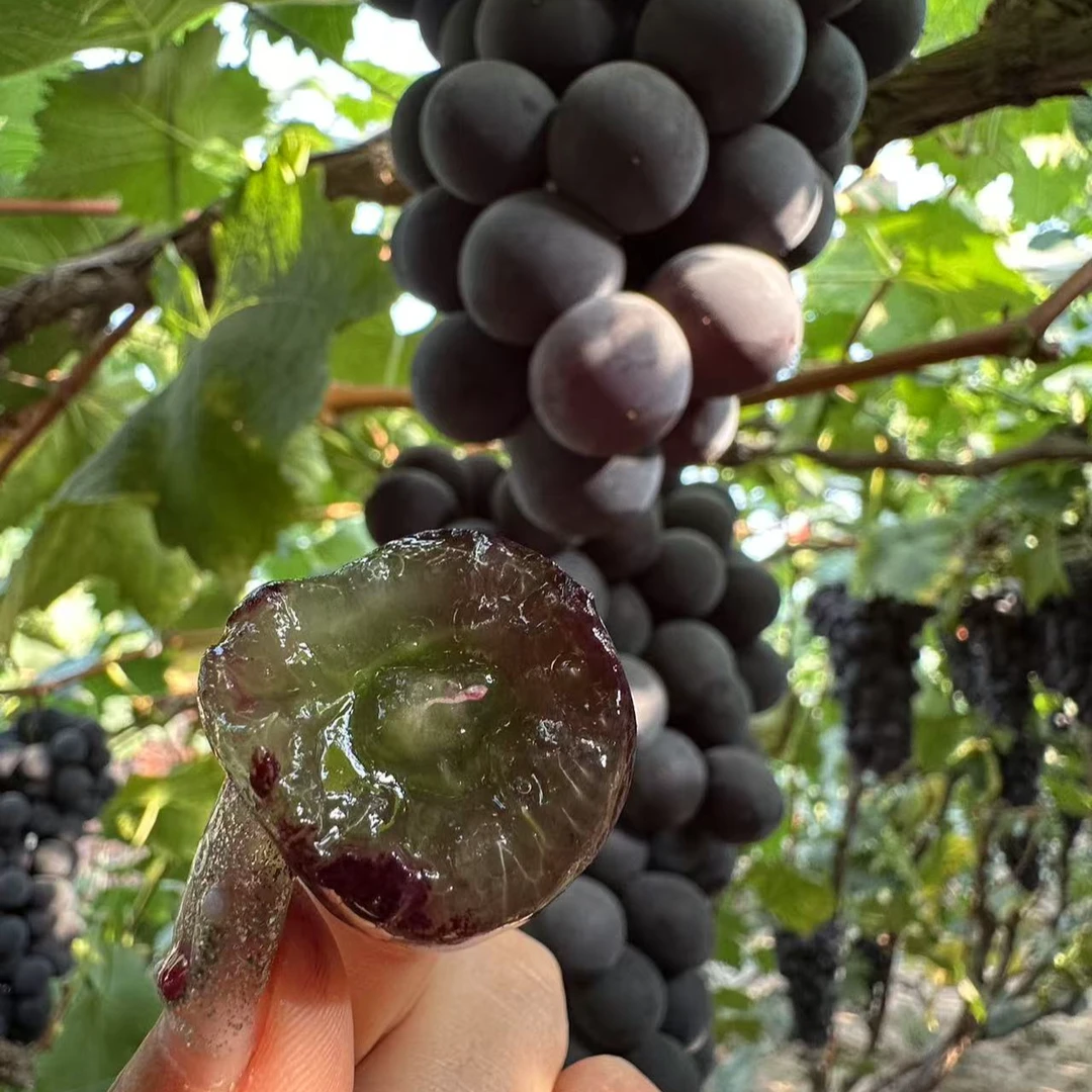 【4-4.5斤】正宗熊岳辽峰辽宁省