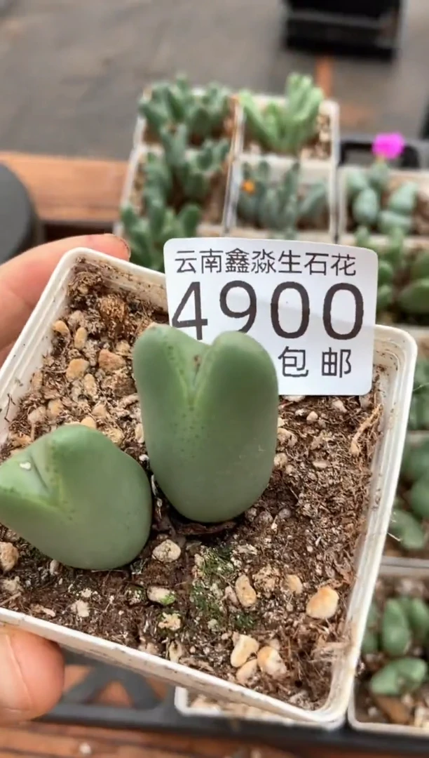 4900特价七方少将群有疤瑕疵发货1盒
