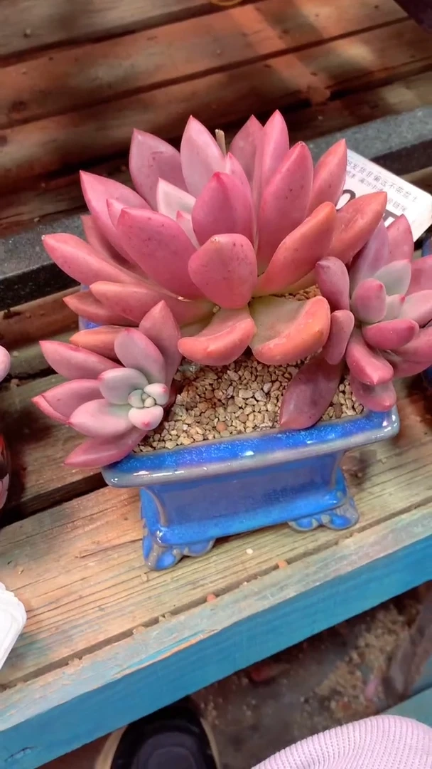 304T(一物一拍实付满28发货，默认不带盆土）