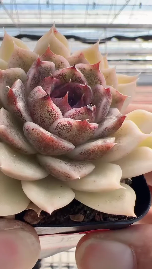 【闪购商品】黑暗荣耀-18