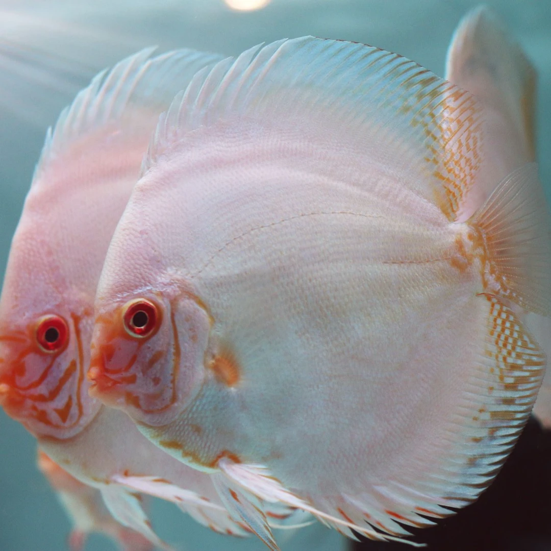 9cm+七彩神仙鱼观赏鱼
