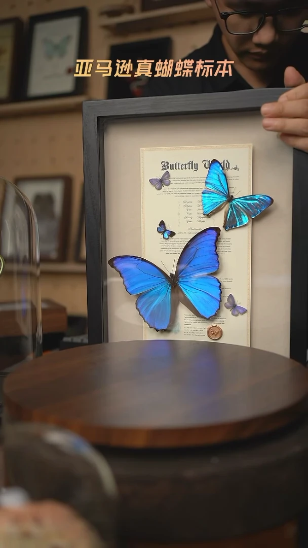 大蓝闪蝶西风闪蝶组合标本