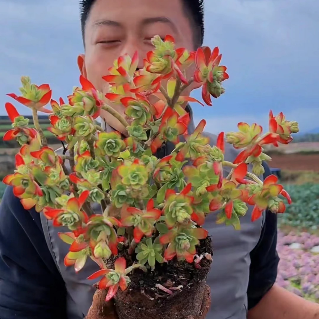 零花钱多肉   地栽薄化妆   公园    多肉植物    新手推荐  好养