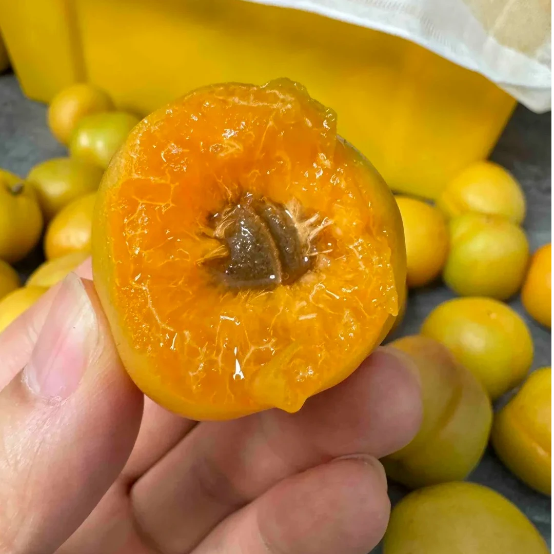 新疆金丝油杏1箱3斤肉厚核小新疆维吾尔自治区