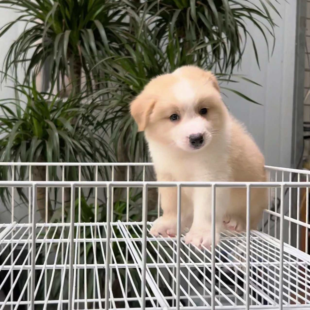 （童语家）狗狗活体