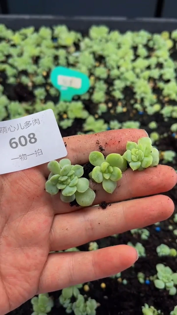 608纸鸢多肉植物多肉植物