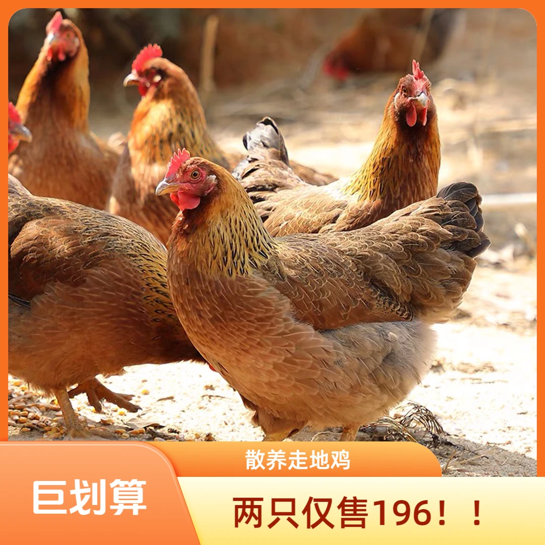 【次日达】两只凤凰麻鸡8斤左右（180天以上）走地鸡