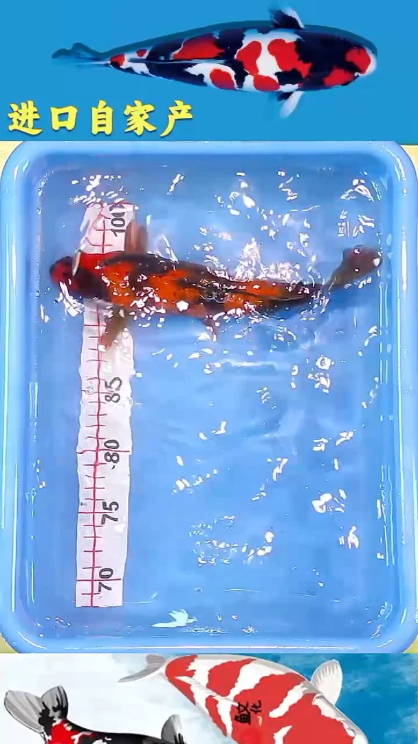 锦鲤2025/12/19悦鲤阁甄选锦鲤--39