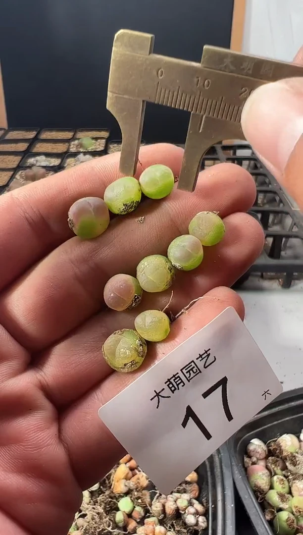 一物一拍     默认微瑕   --17