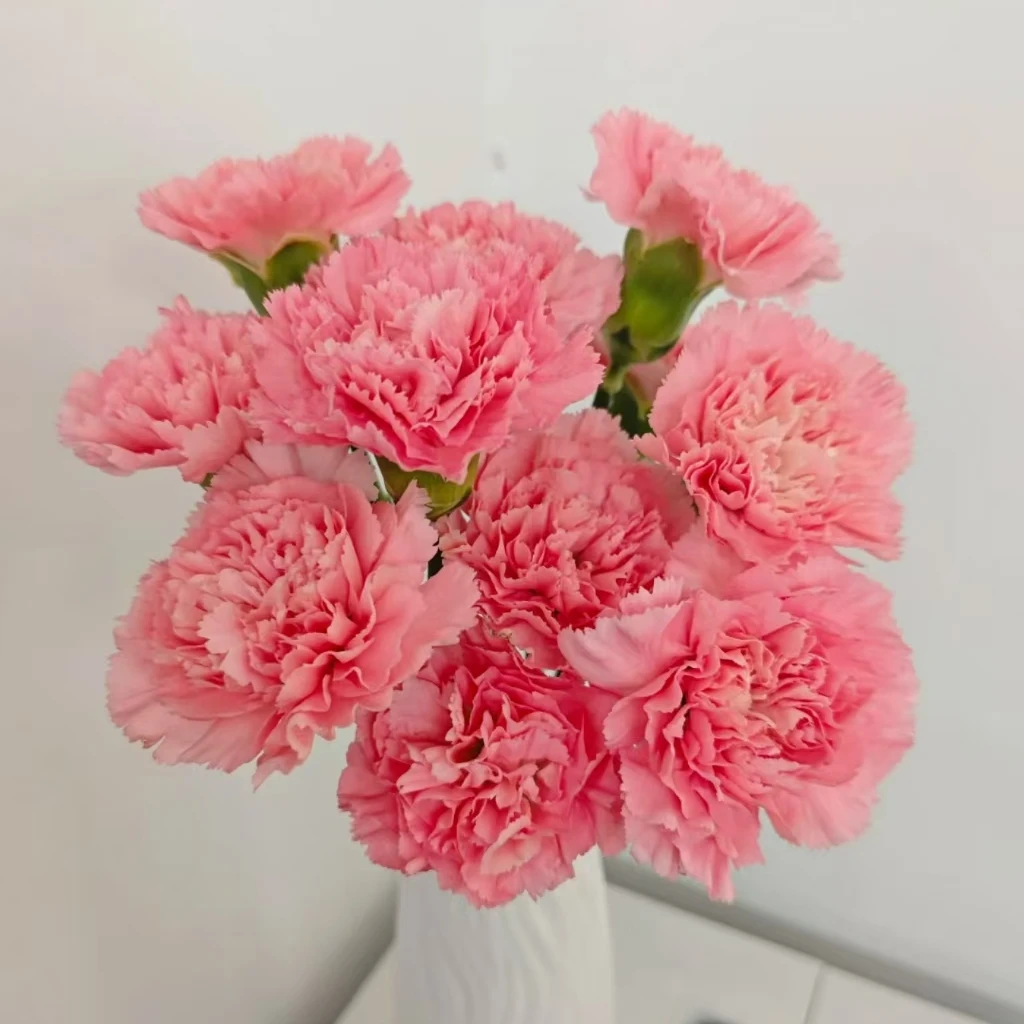 粉钻康乃馨（15~16枝）