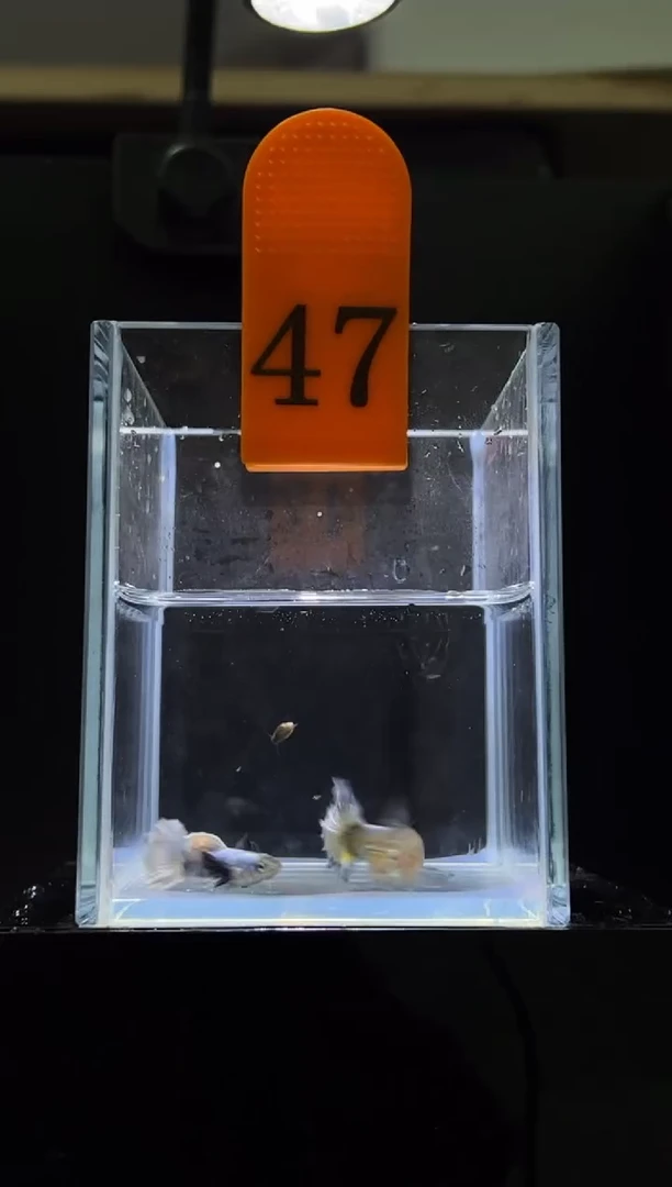 孔雀鱼白金白尾象耳47