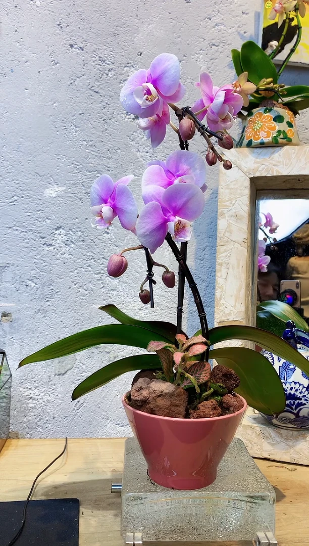 大部分花苞少量开放325小众蝴蝶兰艺术盆景一物一拍