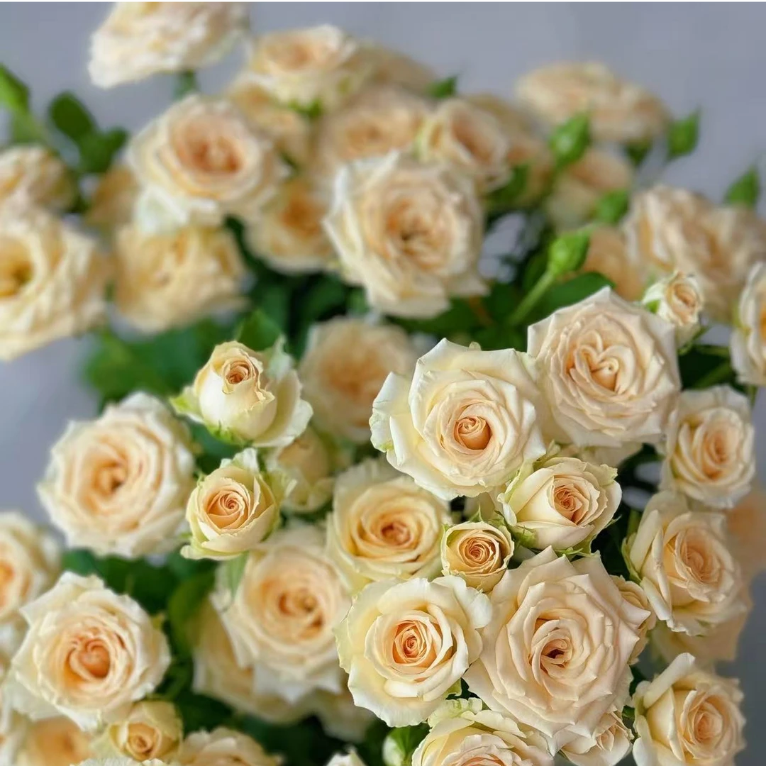 多头翠妮缇玫瑰-云南鲜花玫瑰-收到花第一时间醒花