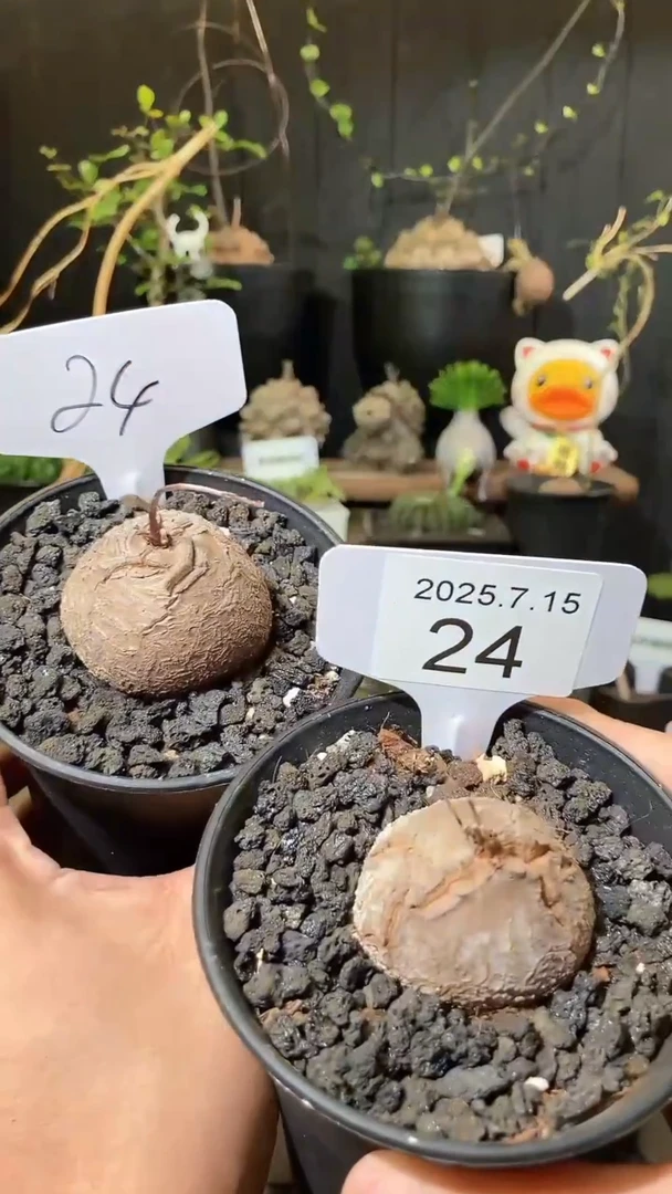 24号715福利南非龟甲龙买1送1个
