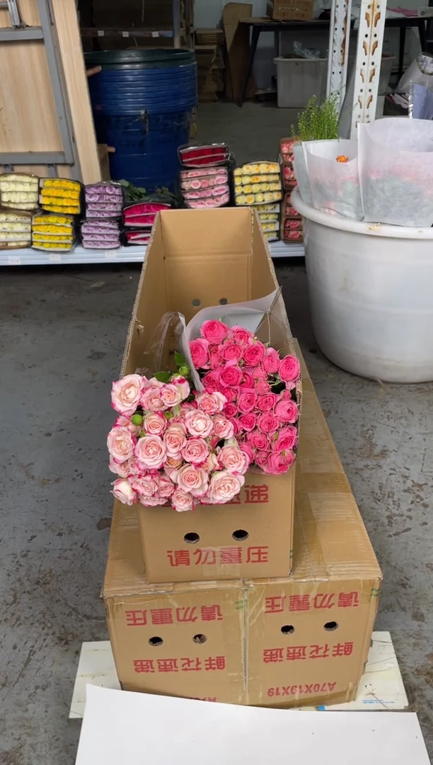 折射5枝+苏菲宝贝5枝