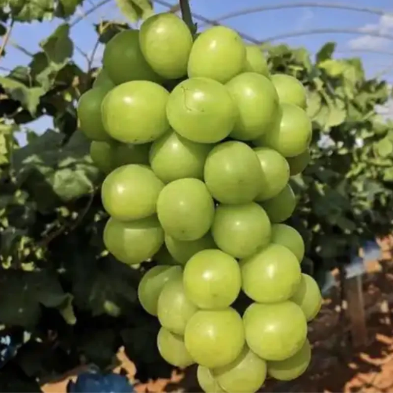 买二送一葡萄树苗巨峰葡萄树苗阳光玫瑰葡萄树苗南北方苗