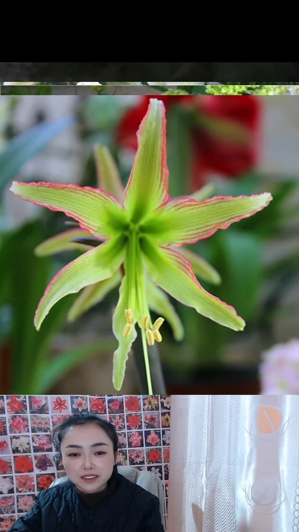 朱顶红翠鸟4厘米3颗