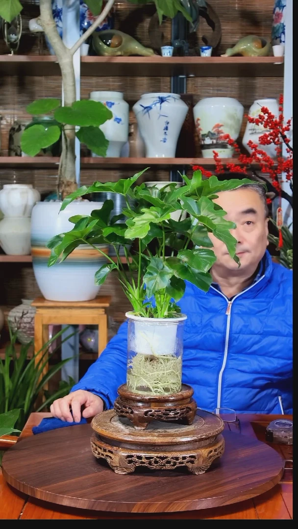 无花朵爱****帝水之韵水培春羽