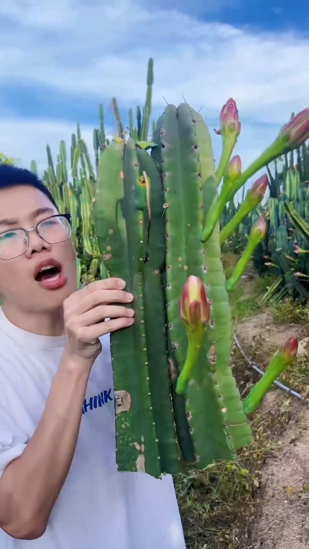 2颗 20cm 量天尺【无根】不带花苞