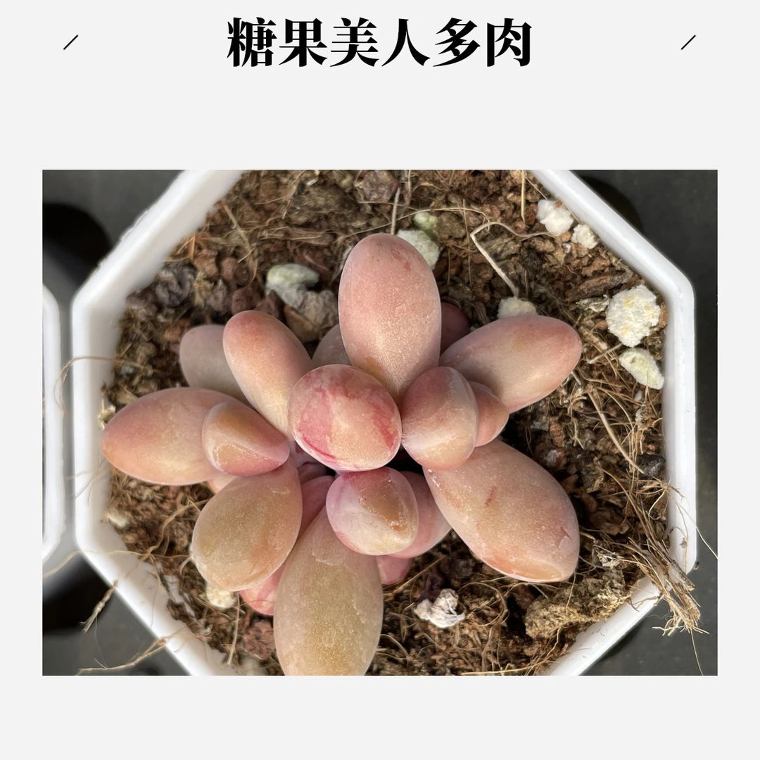 糖果美人双头实物以直播间为准满20包邮