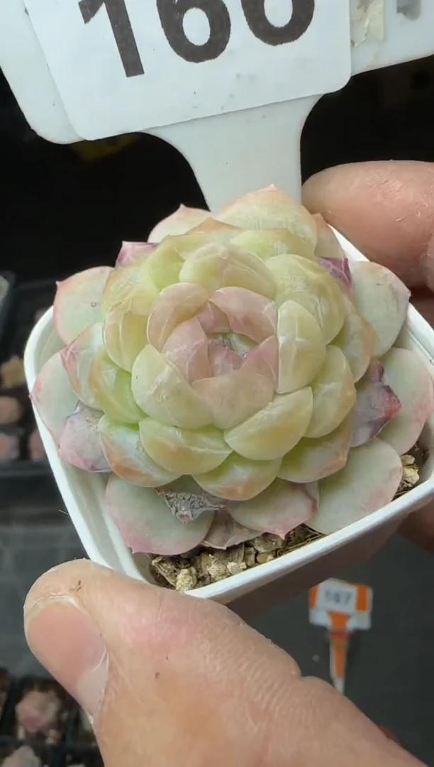 【闪购商品】一物一拍0120—166