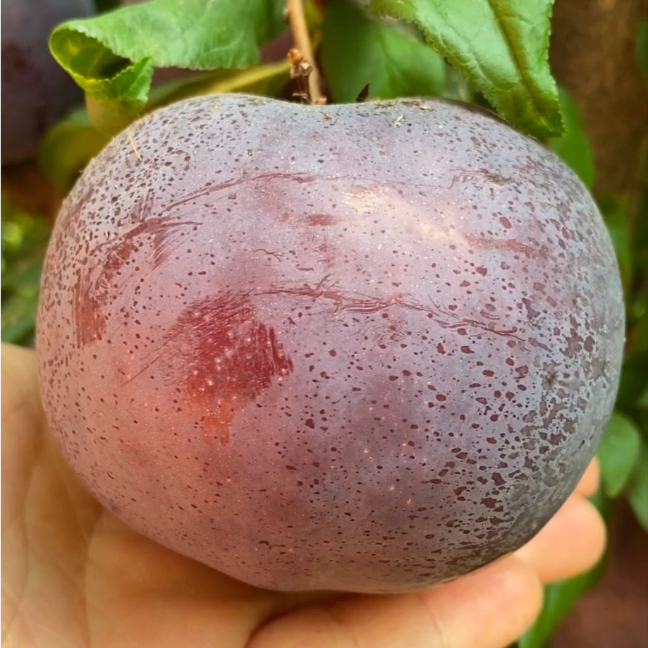 黑霸王李子果树苗