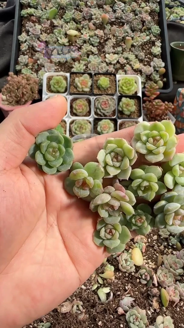 0530-04糖心切糕