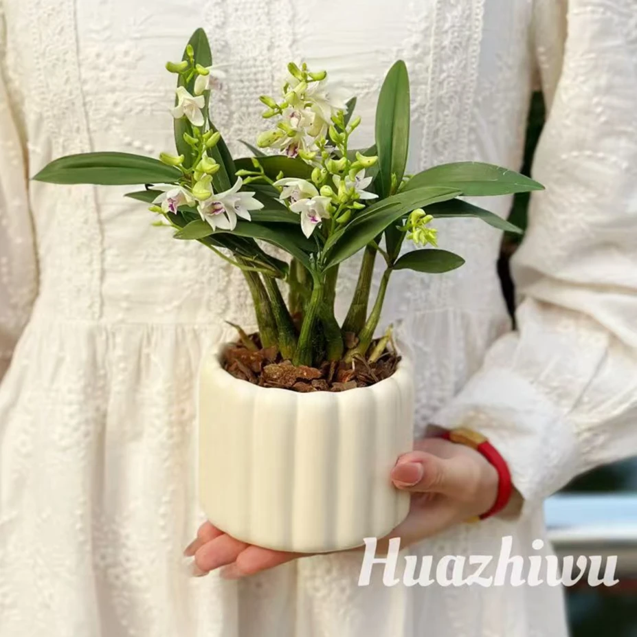 石斛花四季开好养绿植浓香型石斛绿植净化空气