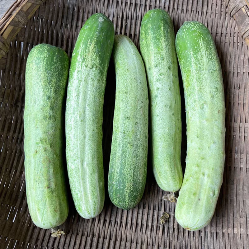 新鲜蔬菜当季湖南本地农家种植老品种黄瓜