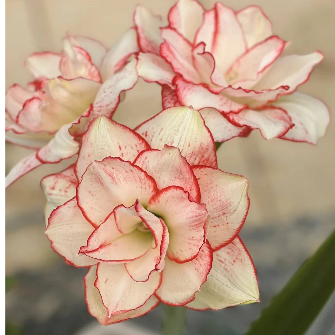 【花瓣衬裙】重瓣朱顶红剪叶裸根发掉侧无售后