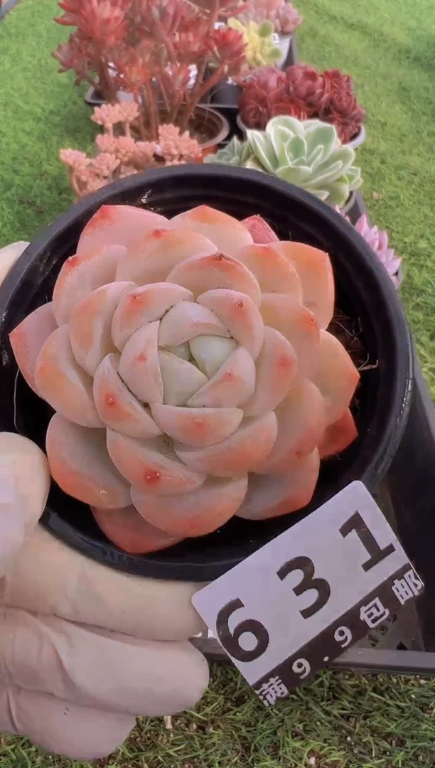 【闪购商品】信福多肉一物一拍