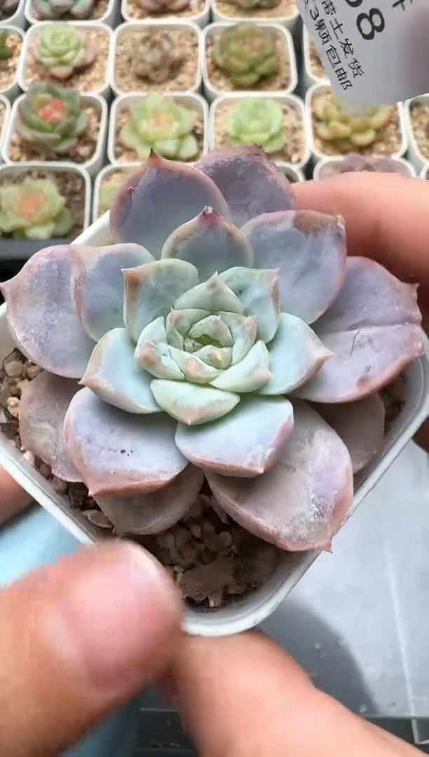 658C云禹多肉植物 带盆土纸巾打包 3颗包邮