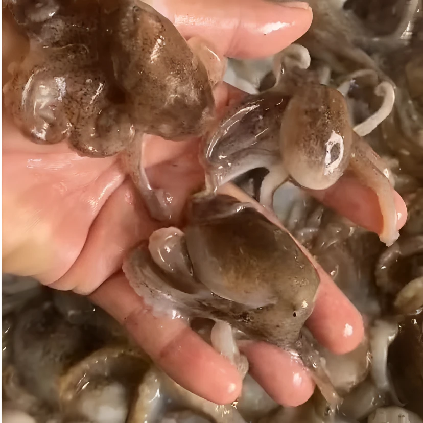 青岛野生活冻短腿八爪鱼/章鱼 共4斤 速冻锁鲜后 发顺丰冷链