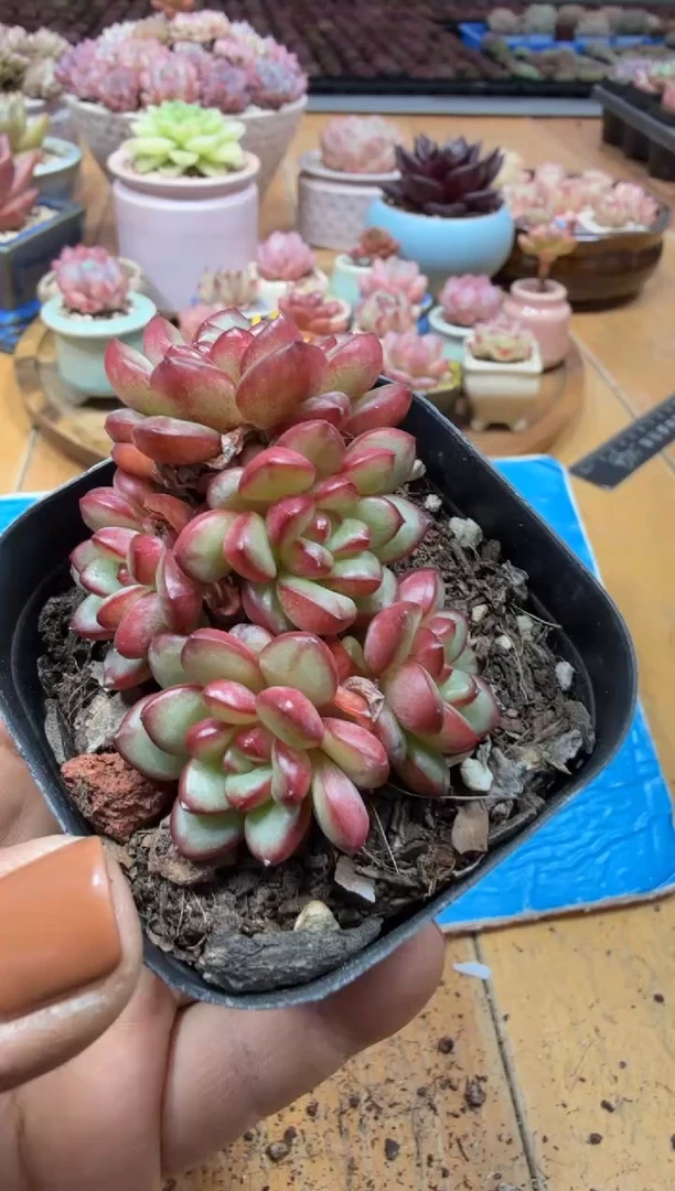 东云多肉园二店-495