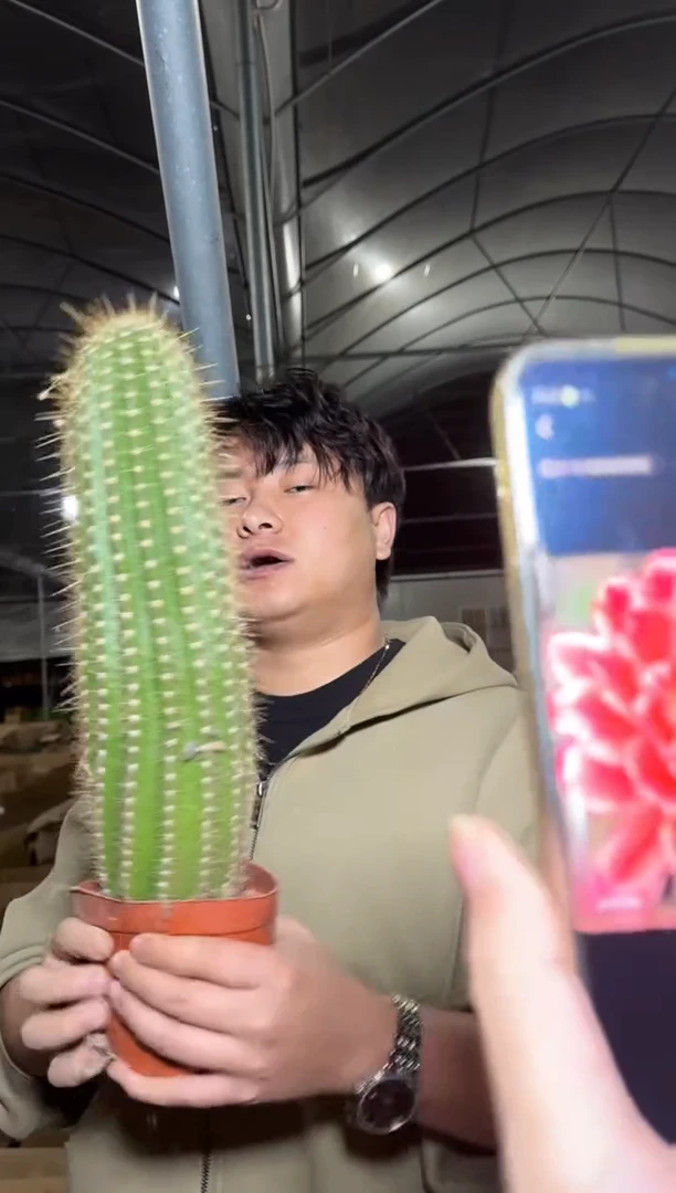 大号 蒙娜丽莎毛花柱【带根】