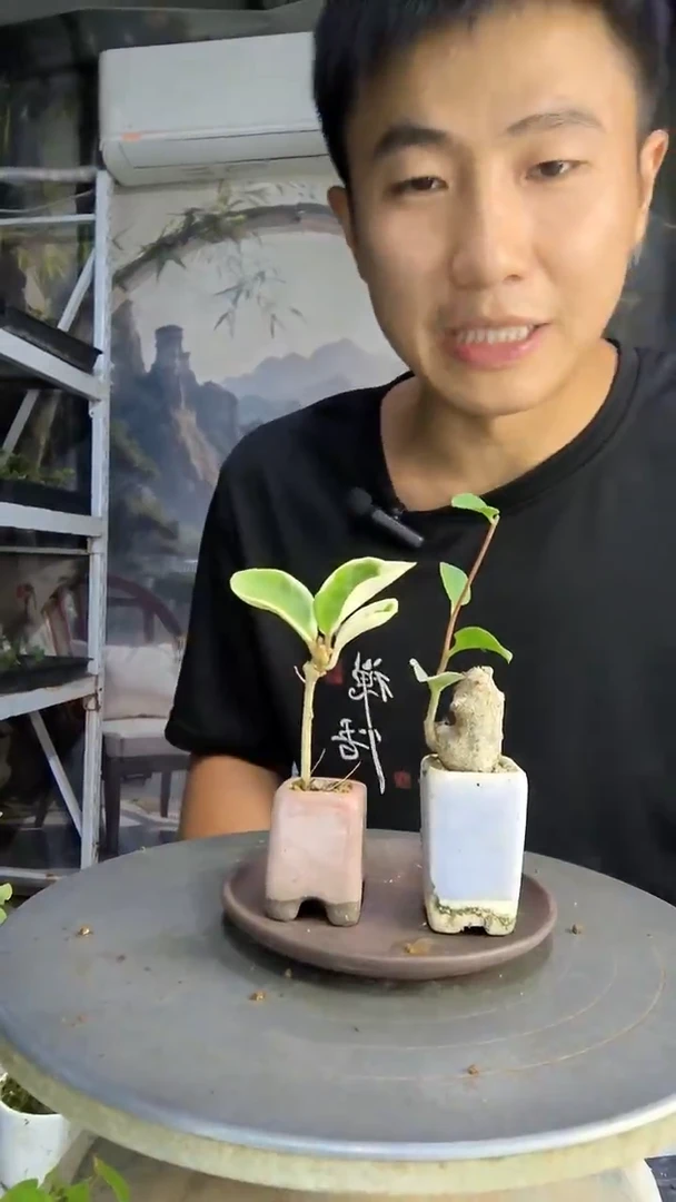 愿****?中青园艺一物一拍17