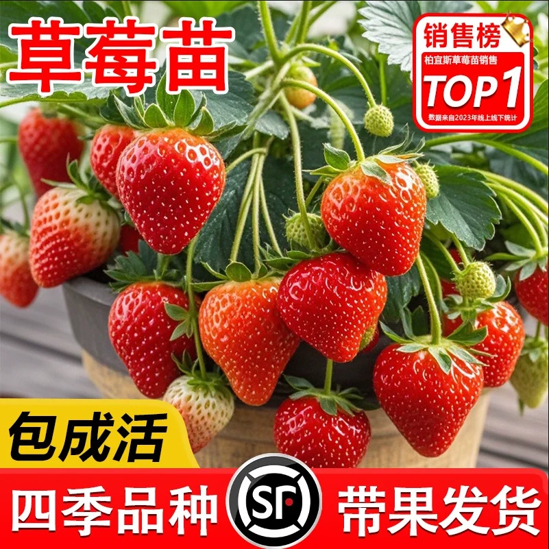 mozi/沫子奶油草莓苗阳台盆栽四季结果奶油带盆发货南方北方种植