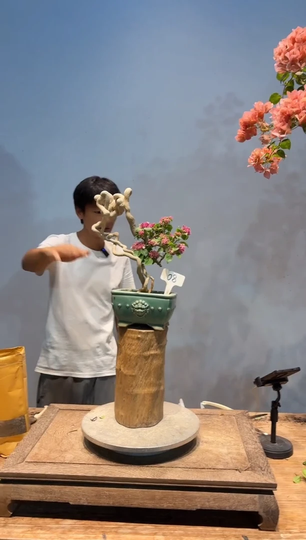 全部花朵越***果三角梅8