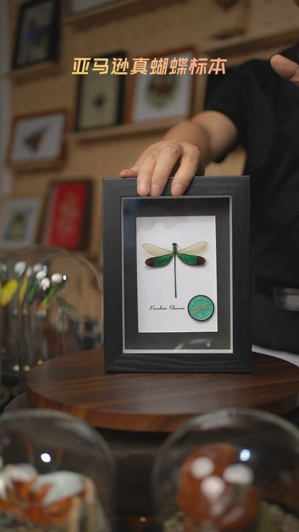 华艳色蟌火漆章版7寸黑框