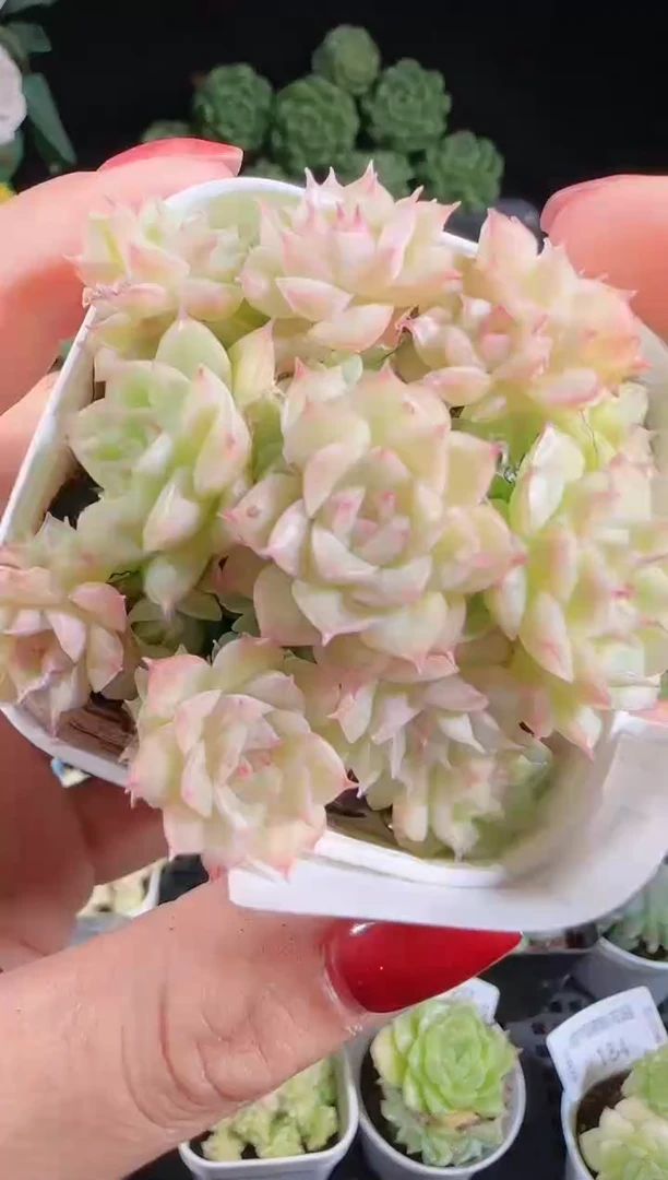 肉气球1028-185麦秆